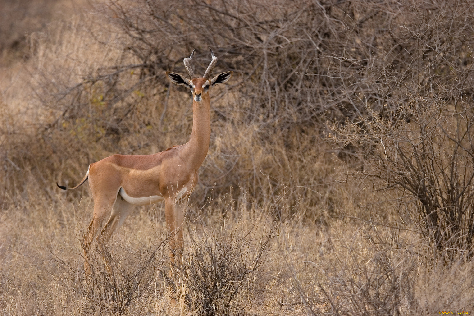 gerenuk, , , , , , , , 